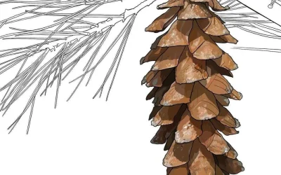 Maine white pine cone and tassel.