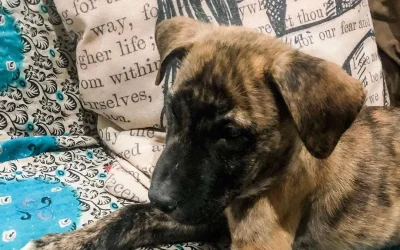 From now on I think I need a puppy to pose with my pillows for all photo shoots.