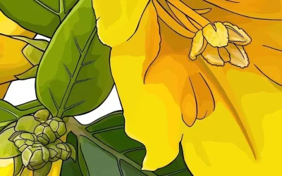 State flower of South Carolina in progress